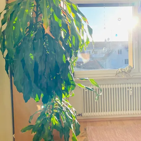 Ruheoase Im Herzen Von 아파트